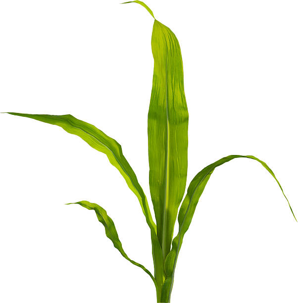 istock Side view of young maize plant - corn 2216735299