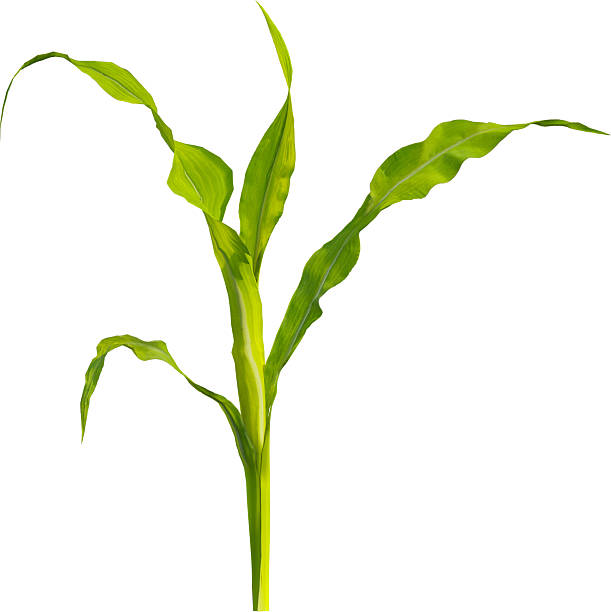 istock Side view of young maize plant - corn 2216735313