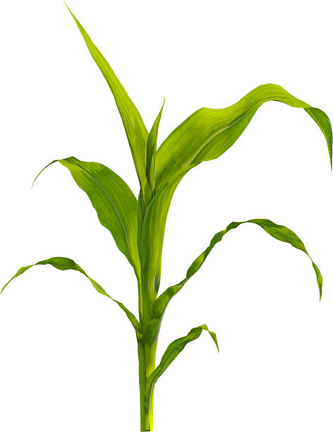 istock Side view of young maize plant - corn 2216735323