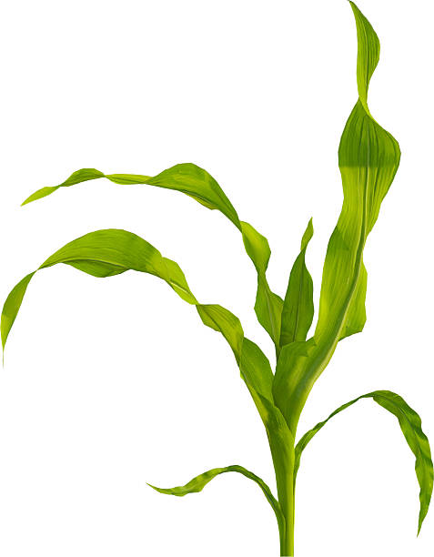 istock Side view of young maize plant - corn 2216735335