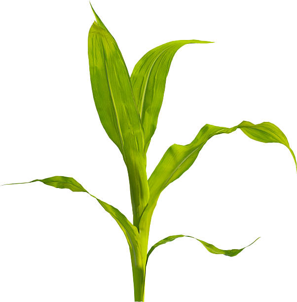 istock Side view of young maize plant - corn 2216735341