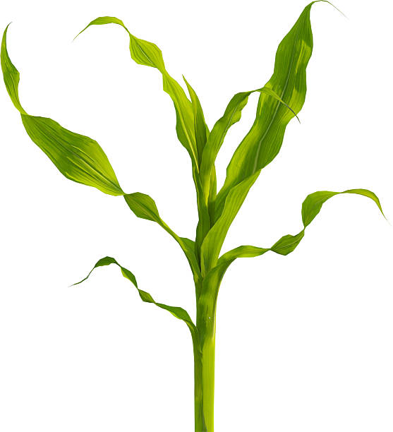 istock Side view of young maize plant - corn 2216735345