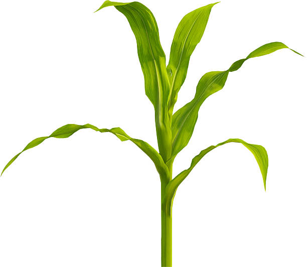 istock Side view of young maize plant - corn 2216735362