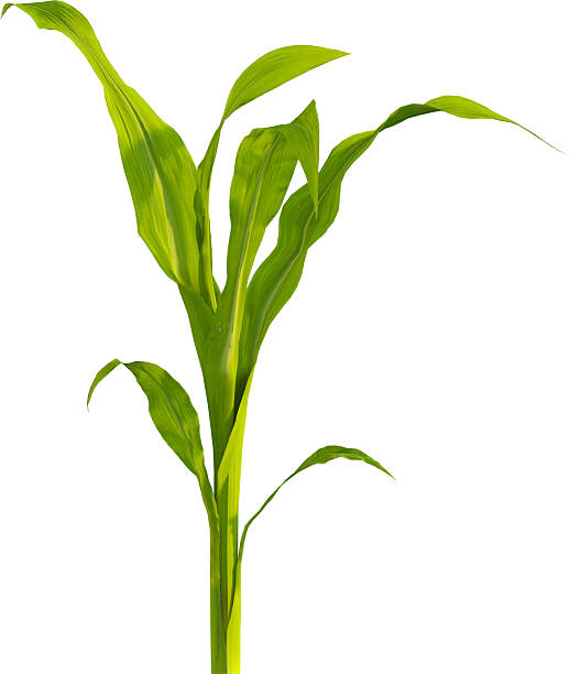 istock Side view of young maize plant - corn 2216735377