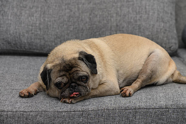 istock Senior Pug Relaxing on a Gray Sofa at Home 2216735493