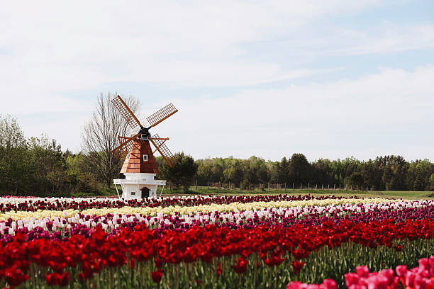 istock Field of Tulips with Windmill 2216735501