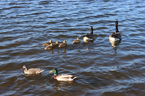 Pair of Canada geese with goslings