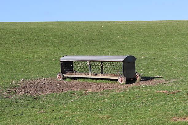 istock Sheep hayrack on wheels in a field 2216736015