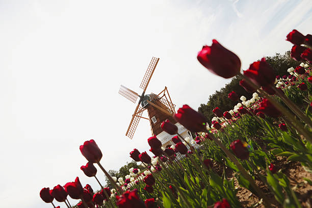 Beautiful tulips and a windmill in a field on a flower farm. Shot with a Canon 5D Mark IV.