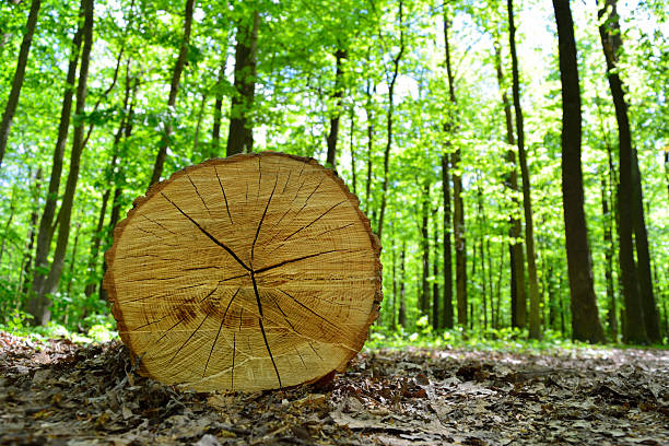 Tree trunk cut lying on the ground in a green forest.
