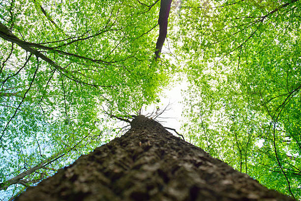 istock Tall tree trunk with fresh green leaves against bright sky 2216737366