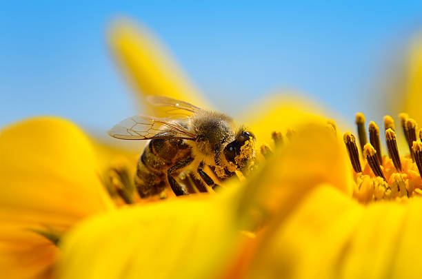 istock Honey bee collecting pollen on sunflower against a blue sky 2216737457