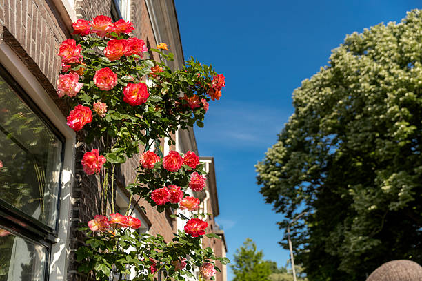 An old window is surrounded by lush green plants and blooming pink roses, creating a beautiful and serene scene full of natural beauty and charm.