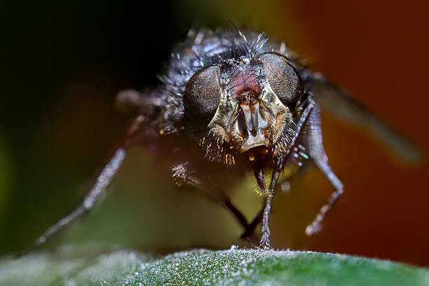 istock Macro shot of a fly on a leaf 2216738393