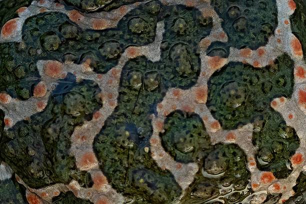 istock Detailed Frog Skin Texture with Water Droplets 2216738465