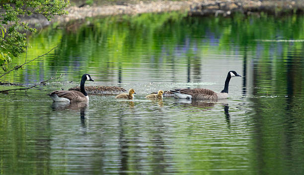 istock Canada Goose family at Caanan Lake #1 2216738587