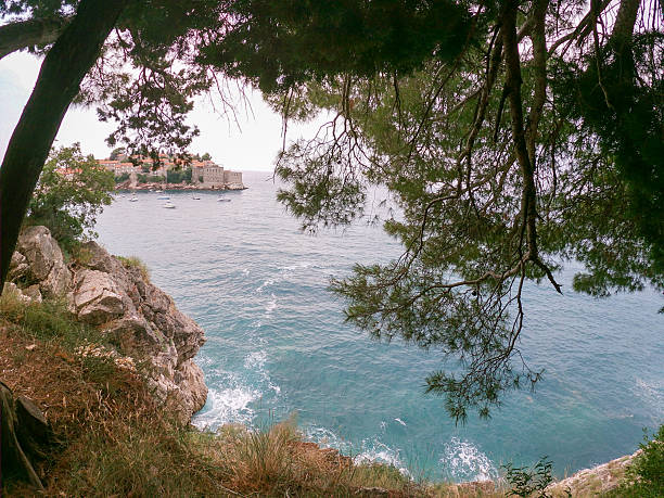 Scenic photograph capturing a calm seaside view framed by pine tree branches and rugged cliffs, presenting a tranquil and picturesque coastal landscape.