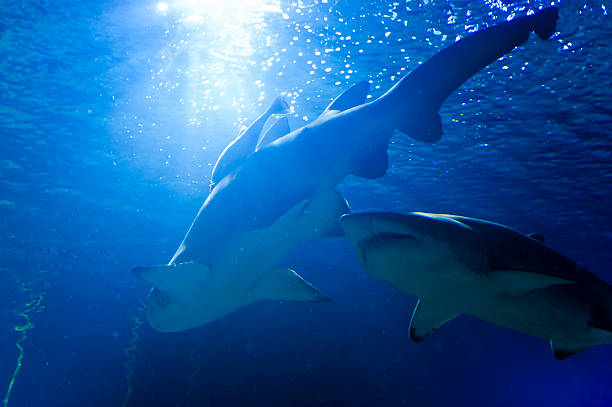 Under the waves circle two great white sharks. Photo. High quality photo