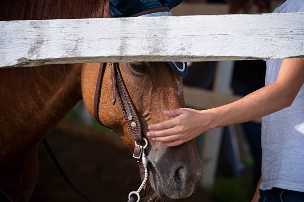 istock Hand petting a horse behind a fence 2216741424
