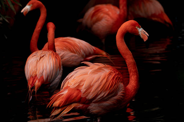 istock Pink flamingos against green background 2216741511