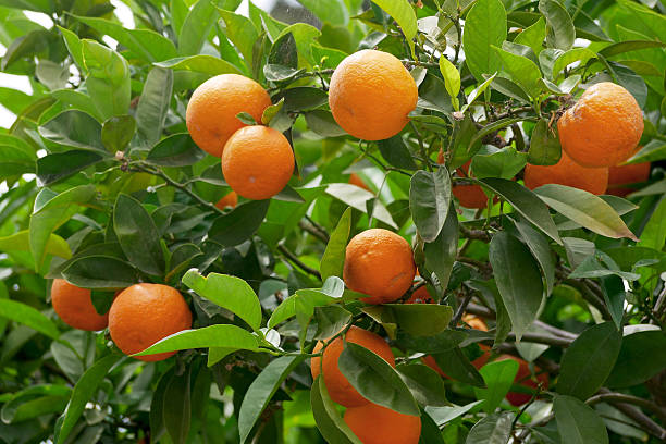 istock Ripe orange fruits growing on an orange tree in Greece 2216742085