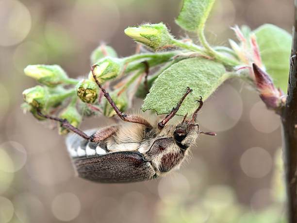 Image of cockchafer (Melolontha melolontha) on a branch on white background. Insect. Animals.