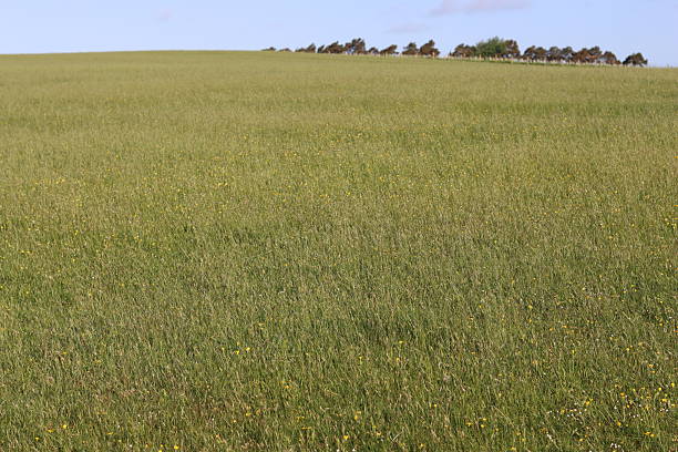 Long grasses in a meadow in summer