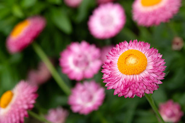 Strawflower closeup
