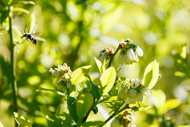 A long-horned bee, or mining bee, flies through an organic blueberry garden while feeding near Nelson, British Columbia, Canada, on a sunny day.