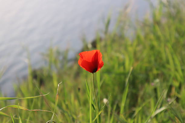 Red Papaver and the sea