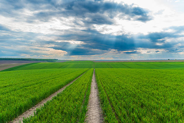 Lush green fields stretch across the landscape, marked by narrow dirt paths. The sky is filled with clouds, creating a beautiful contrast at sunset