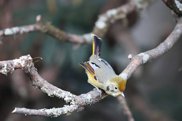 istock Bar-throated minla  (Actinodura strigula) in India 2216750147