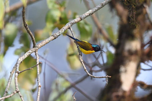 istock The green-tailed sunbird (Aethopyga nipalensis nipalensis) in North India 2216757350