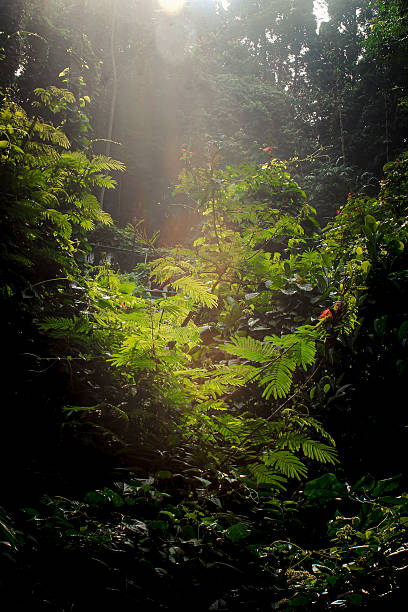 istock tropical forest scene with golden light 2216758543