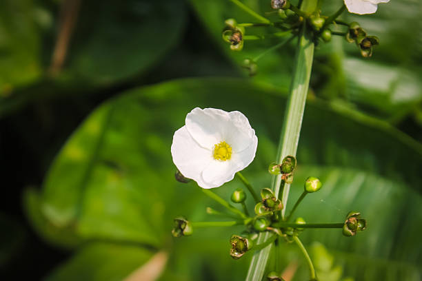 Echinodorus palifolius (water jasmine) flower with blurred green leaf background