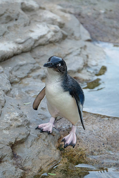 Wee penguin from Sydney Zoo