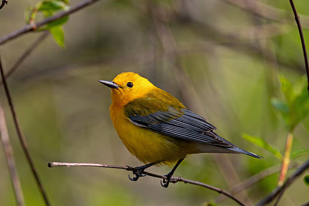 istock Prothonotary warbler illuminated by late day light. 2216760490