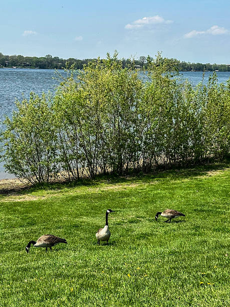 istock Three Canadian geese on grass by lake in Wisconsin during spring 2216760712