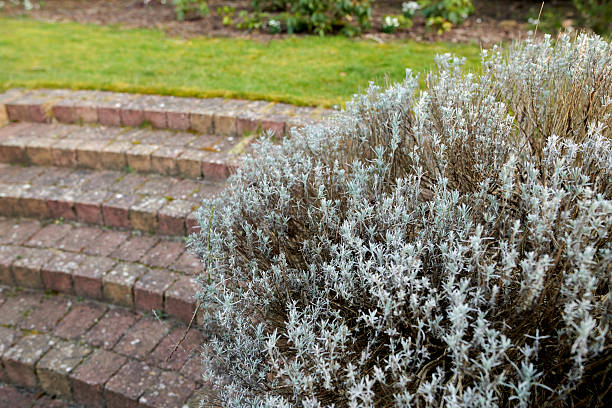 Close-up of a lavender bush (Lavandula) in lush garden setting with brick steps in Denmark showcasing springtime growth and contrast in textures and surfaces.