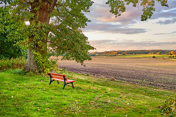 Peaceful countryside setting in Denmark showcasing a red bench beneath a Quercus (oak) tree, an open plowed field, and forested hills under a vibrant sunset sky, offering tranquil scenery and natural beauty.