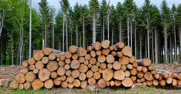 Stacked timber logs in a forested area with vibrant greenery and a clearing under the summer sunlight, possibly in a Denmark location, showcasing the natural beauty and wood resources.