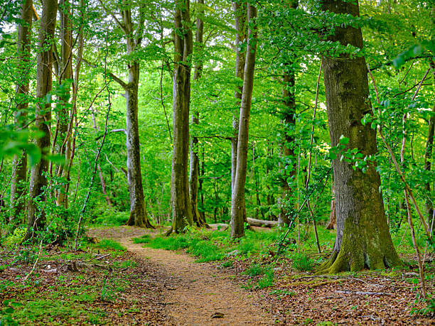 istock Scenic forest path amidst vibrant green trees on a sunny day in Denmark 2216763185