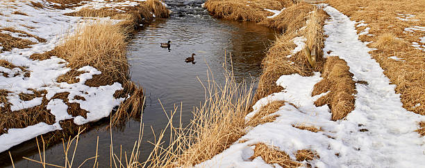 A gentle winter creek flows surrounded by remaining snow patches and dried riparian vegetation. Two ducks swim peacefully, embodying quiet solitude amidst the serene seasonal scenery, portraying nature's endurance in winter.