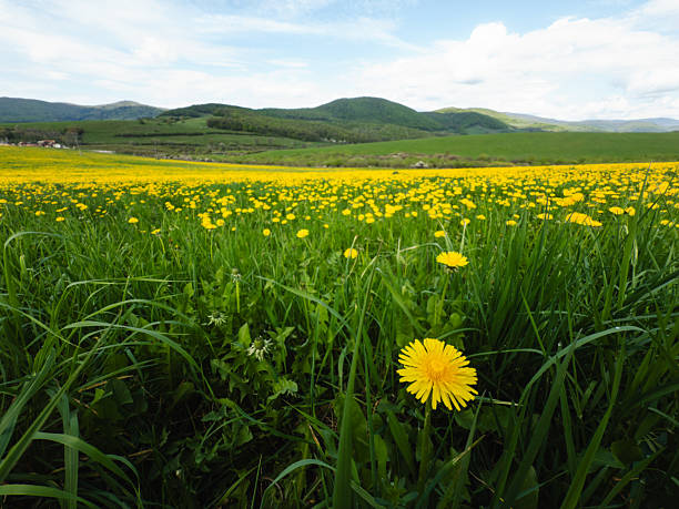 Bunch of spring flowers (daisy) in the colorful meadow.