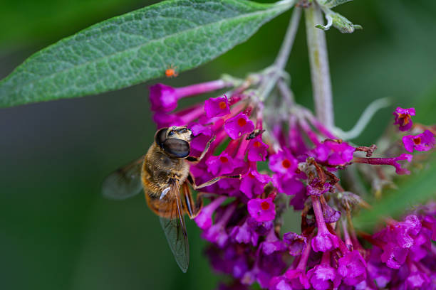 istock A honeybee pollinating a butterfly bush. 2216766205