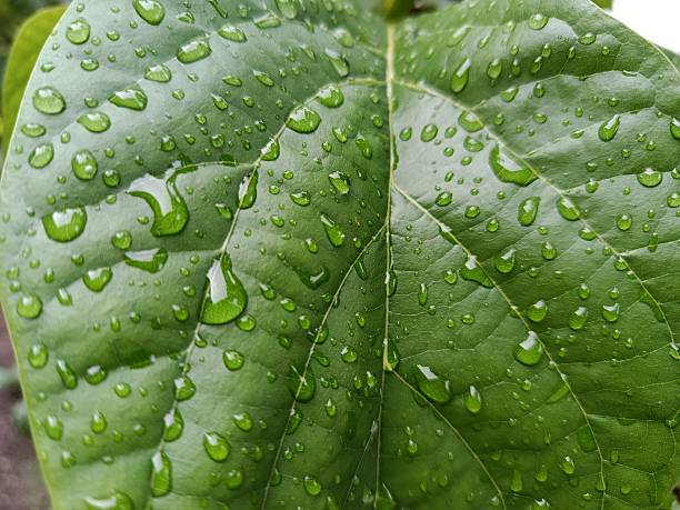 istock A detailed macro view of a verdant leaf surface saturated with water droplets, creating a captivating natural texture. The interplay of light and water on the leaf's surface offers a refreshing and organic visual 2216768197