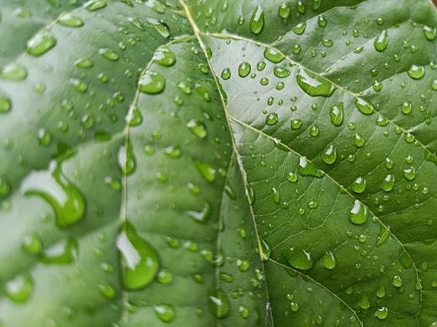 A detailed macro view of a verdant leaf surface saturated with water droplets, creating a captivating natural texture. The interplay of light and water on the leaf's surface offers a refreshing and organic visual