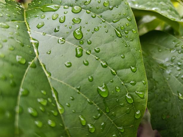 A detailed macro view of a verdant leaf surface saturated with water droplets, creating a captivating natural texture. The interplay of light and water on the leaf's surface offers a refreshing and organic visual