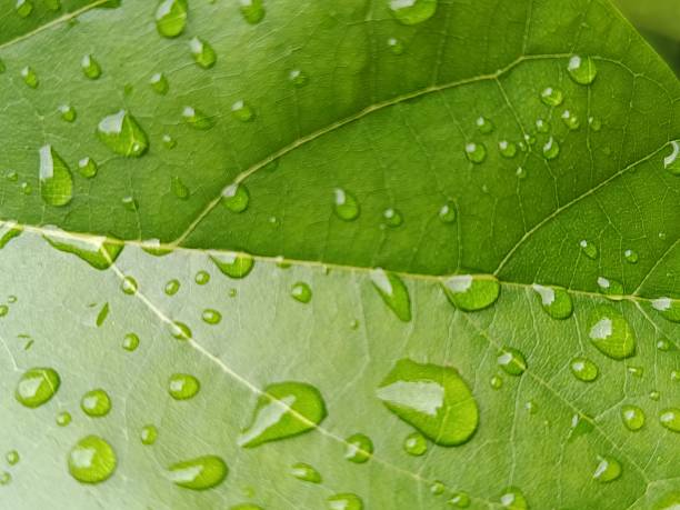 istock A detailed macro view of a verdant leaf surface saturated with water droplets, creating a captivating natural texture. The interplay of light and water on the leaf's surface offers a refreshing and organic visual 2216768224