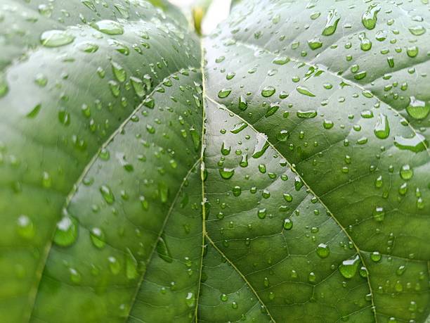 istock A detailed macro view of a verdant leaf surface saturated with water droplets, creating a captivating natural texture. The interplay of light and water on the leaf's surface offers a refreshing and organic visual 2216768229